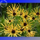 Heirloom 'Paradoxa' Yellow Spider  Echinacea purpurea, 100 Seeds, rare variety very interesting cone