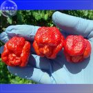Trinidad Scorpion Pepper, 20 Seeds, Professional Pack, BUTCH Worlds Hottest Chilli Seeds TS356TItem 