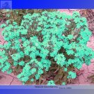 Rare the Himalayas Green Ball Flax Seeds, Professional Pack, 50 Seeds / Pack, Bonsai Indoor Perennia Rare the Himalayas Green Ball Flax Seeds, Professional Pack, 50 Seeds / Pack, Bonsai Indoor Perennia