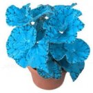 100PCS Plectranthus Coleus Seeds Bluish Blue ColorItem NO.: SH10182C