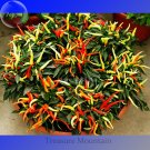 100% Genuine Capsicum Dream Sally Ornamental Pepper, 15 seeds, colorful bonsai vegetables TS239TItem