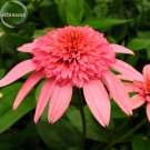 'Sweet Honey' Echinacea Coneflower, 100 Seeds, a layer of rose pink outer petals, a cluster of rose 'Sweet Honey' Echinacea Coneflower, 100 Seeds, a layer of rose pink outer petals, a cluster of rose