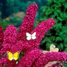 Butterfly Bush SeedsItem NO.: A022-choice