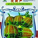 Rare Colorful Pumpkin 'Hua Hu Lu' Ornamental Edible Vegetable Seeds, 1 Original Pack, 10 Seeds / Pac