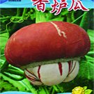 Rare Heirloom Red White Pumpkin 'Censer' Seeds, 1 Original Pack, 10 Seeds / Pack, Ornamental Edible 