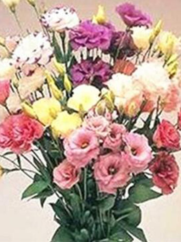 Eustoma, MixedItem NO.: CO-1010