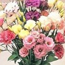 Eustoma, MixedItem NO.: CO-1010