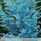 1 Professional Pack, 50 seeds / pack, Cider Gum Eucalyptus Seeds Myrtaceae Eucalyptus Gunnii Ornamen 1 Professional Pack, 50 seeds / pack, Cider Gum Eucalyptus Seeds Myrtaceae Eucalyptus Gunnii Ornamen
