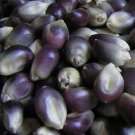 1 Professional Pack, 100g Seeds / Pack, Popcorn Shaman's Blue Zea Mays, OP HEIRLOOM SEEDS NEWItem NO