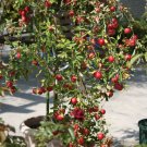 Unusual Dwaft 'Weeping Wickson' Red Apple Tree Extraordinary Sweetness Seeds, Professional Pack, 10 Unusual Dwaft 'Weeping Wickson' Red Apple Tree Extraordinary Sweetness Seeds, Professional Pack, 10