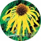 USA Imported Yellow Spider Echinacea purpurea Coreflower Seeds, Professional Pack, 100 Seeds / Pack,