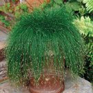 1 Professional Packs, 10 seeds / pack, Isolepis Cernua, Evergreen Fiber-optic Grass Seeds, plus mys 1 Professional Packs, 10 seeds / pack, Isolepis Cernua, Evergreen Fiber-optic Grass Seeds, plus mys