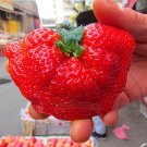1 Professional pack, 5000 Seeds / pack, New Organic Giant Strawberry, Really Huge and SweetItem NO.: