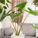 100PCS Alocasia Zebrina Elephants Ear Seeds Bright Green Leaves Spot StemItem NO.: SH10171C