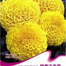 1 Original Pack, 40 seeds / pack, Yellow African Marigold French Marigold Herbs Tagetes Erecta Flowe 1 Original Pack, 40 seeds / pack, Yellow African Marigold French Marigold Herbs Tagetes Erecta Flowe