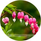 Heirloom Red Lamprocapnos spectabilis Bleeding-Heart Plant Flower Seeds, Professional Pack, 5 Seeds 