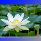 Heirloom 'Bai Xu'  White Lotus (Nelumbo Nucifera) Seeds, Professional Pack, 1 Seed / Pack, Attractin