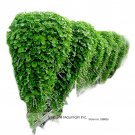 Hanging Green Creeping Dichondra Ornamental Leaves Plant Seeds, Professional Pack, 1000 Seeds / Pack