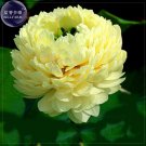 'Bai Rou Bear' Light Golden Big Blooms Double Lotus with Green Centre Flower Seeds, 1 Seed, professi