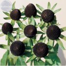 100% Genuine Green Wizard Rudbeckia Seeds, 50 Seeds, perennial chrysanthemum flowers TS223TItem NO.: