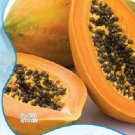 1 Original Pack, 8 seeds / pack, Fresh Organic Pawpaw Seeds Giant Red Lady Exotic Carica Papaya #NF1