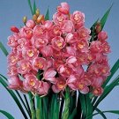 Chinese Cymbidium Orchid Flower Seeds (150 Seeds)Item NO.: CO-1336