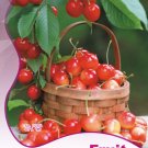 Rare Red Sweet Cherry Fruit Plant Seeds, Original Pack, 5 Seeds / Pack, Juicy Fruits TS055Item NO.: Rare Red Sweet Cherry Fruit Plant Seeds, Original Pack, 5 Seeds / Pack, Juicy Fruits TS055Item NO.: