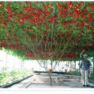 1 Original Pack, 5 seeds / pack, Perennial Tomato Giant Trees, Outdoor Greenhouse Available, Heirloo 1 Original Pack, 5 seeds / pack, Perennial Tomato Giant Trees, Outdoor Greenhouse Available, Heirloo