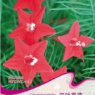 1 Original Pack, 10 seeds / pack, Red Cypress Vine Humming Bird Vine Perennial Climbing Flowers Heir