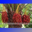1 Professional Pack, 20 seeds / pack, Date Palm Phoenix Dactylifera Tree Seed #NF389Item NO.: NF389
