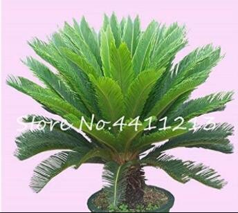 10PCS Cycas Tree SeedsItem NO.: SH10149C