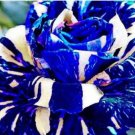 3PCS Adenium obesum Seeds Blue with White StripesItem NO.: SH10151C