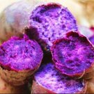 100PCS Purple Sweet Potato SeedsItem NO.: SH10147C