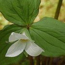 100 White Trillium Wildflower SeedsItem NO.: SH10148C