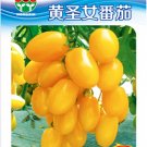 Bright Yellow Cherry Tomato 'Saintess' Organic Seeds, 1 Original Pack, 300 Seeds / Pack, Rare Heirlo Bright Yellow Cherry Tomato 'Saintess' Organic Seeds, 1 Original Pack, 300 Seeds / Pack, Rare Heirlo