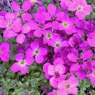 200PCS Creeping Thyme Seeds Rock CRESS Plant - Pink FlowersItem NO.: SH10246C