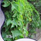 10 Original Packs, 50 seeds / pack, Boston Ivy Seeds Parthenocissus Tricuspidata Veitchii Vine #NF17 10 Original Packs, 50 seeds / pack, Boston Ivy Seeds Parthenocissus Tricuspidata Veitchii Vine #NF17