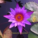 1 Professional Pack, 1 seeds / pack, Dark Purple Water Lily Hybrid Pond Plant Lotus Seed #NF323Item 