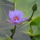 1 Professional Pack, 40 Seeds / Pack, Purple Nymphaea Caerulea Asian Water Lily Pad Flower Pond See 1 Professional Pack, 40 Seeds / Pack, Purple Nymphaea Caerulea Asian Water Lily Pad Flower Pond See