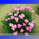 Clusters of Pink Chinese Herbaceous Peony Flower Seeds, Professional Pack, 5 Seeds / Pack, Light Fra