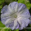 Japan White with Purple Spot Morning Glory Annual Large Flower Seeds, Professional Pack, 10 Seeds / Japan White with Purple Spot Morning Glory Annual Large Flower Seeds, Professional Pack, 10 Seeds /