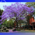 Heirloom Delonix Regia Purple Red Flame Tree Seeds, Professional Pack, 10 Seeds / Pack, very beautif