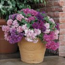 Imported Double Corrugated Mixed Purple Petunia Seeds, Professional Pack, 50 Seeds / Pack, very beau