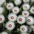Syncarpha Vestita Cape Slow a Cluster of White Flower with Red White Eye, 5 Seeds, very rare importe Syncarpha Vestita Cape Slow a Cluster of White Flower with Red White Eye, 5 Seeds, very rare importe