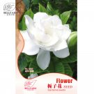 Gardenia Cape Jasmine White Flowers, 20pcs Bonsai Seeds, strong fragrant double petals for home gard
