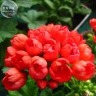 Geranium Fire Red 'Apple Blossom' Bonsai Flowers 20pcs 'Seeds' Petals won't Open Big Blooms Pelargon Geranium Fire Red 'Apple Blossom' Bonsai Flowers 20pcs 'Seeds' Petals won't Open Big Blooms Pelargon
