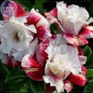 Adenium Milky Cream White and Deep Red Flower Bonsai *Seeds, 50pcs/pack, 5-layer petals desert rose Adenium Milky Cream White and Deep Red Flower Bonsai *Seeds, 50pcs/pack, 5-layer petals desert rose