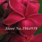 Garden Frangipani Plumeria Seeds, Dark Red FlowersItem NO.: CO-1332
