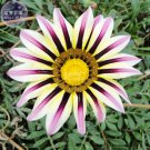 Gazania White Yellow Petals Purple Black Stripe Treasure Flower Seeds, 30 seeds, home garden big blo