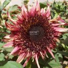 Sunflower 'Double Dandy' Seeds, professional pack, unique semi-double petal type with mauve colorIte Sunflower 'Double Dandy' Seeds, professional pack, unique semi-double petal type with mauve colorIte